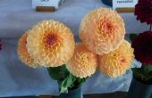 DSCN0405.JPG