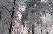 IMG_20210117_150730.jpg