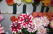DSCN6207.JPG