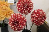 DSCN8461.JPG