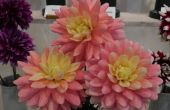 DSCN8465.JPG