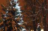 DSC_0602.JPG